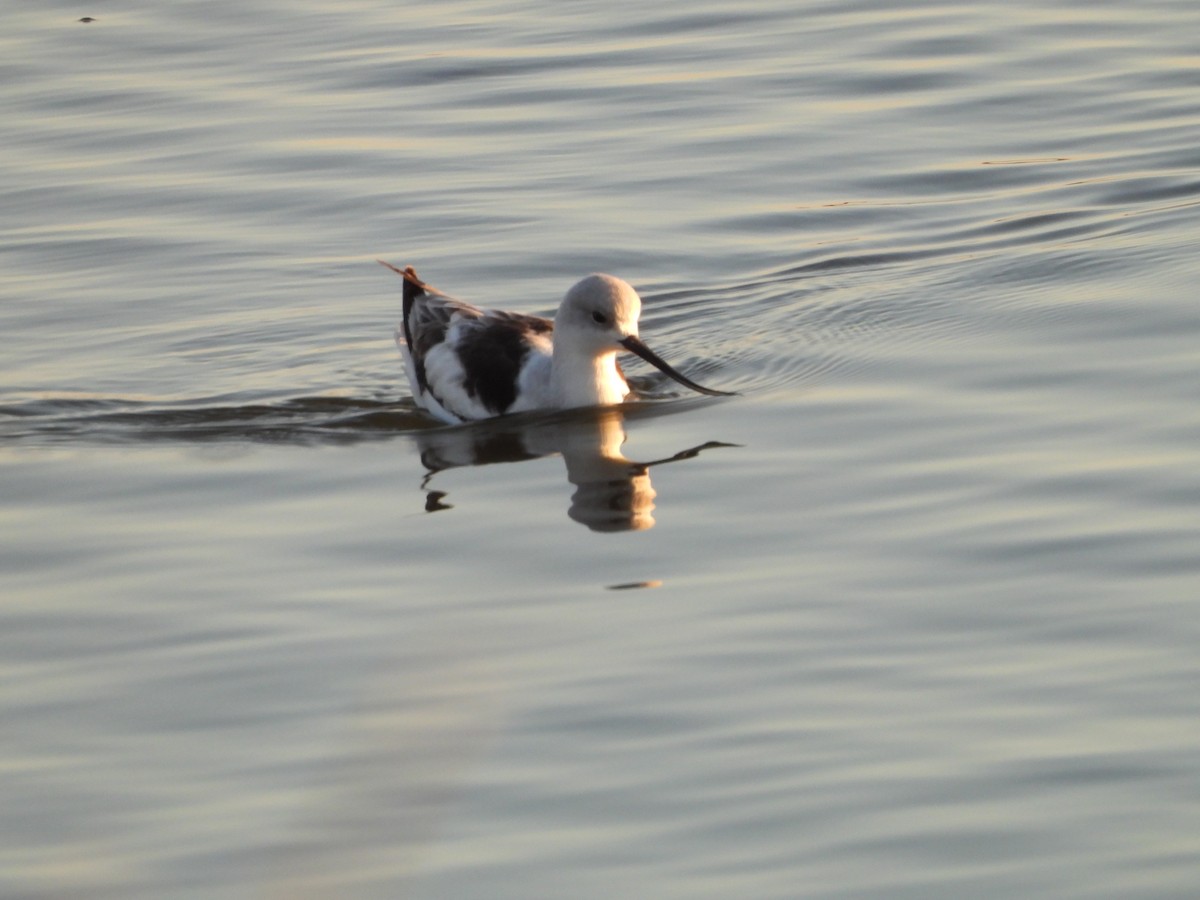 American Avocet - ML646498318