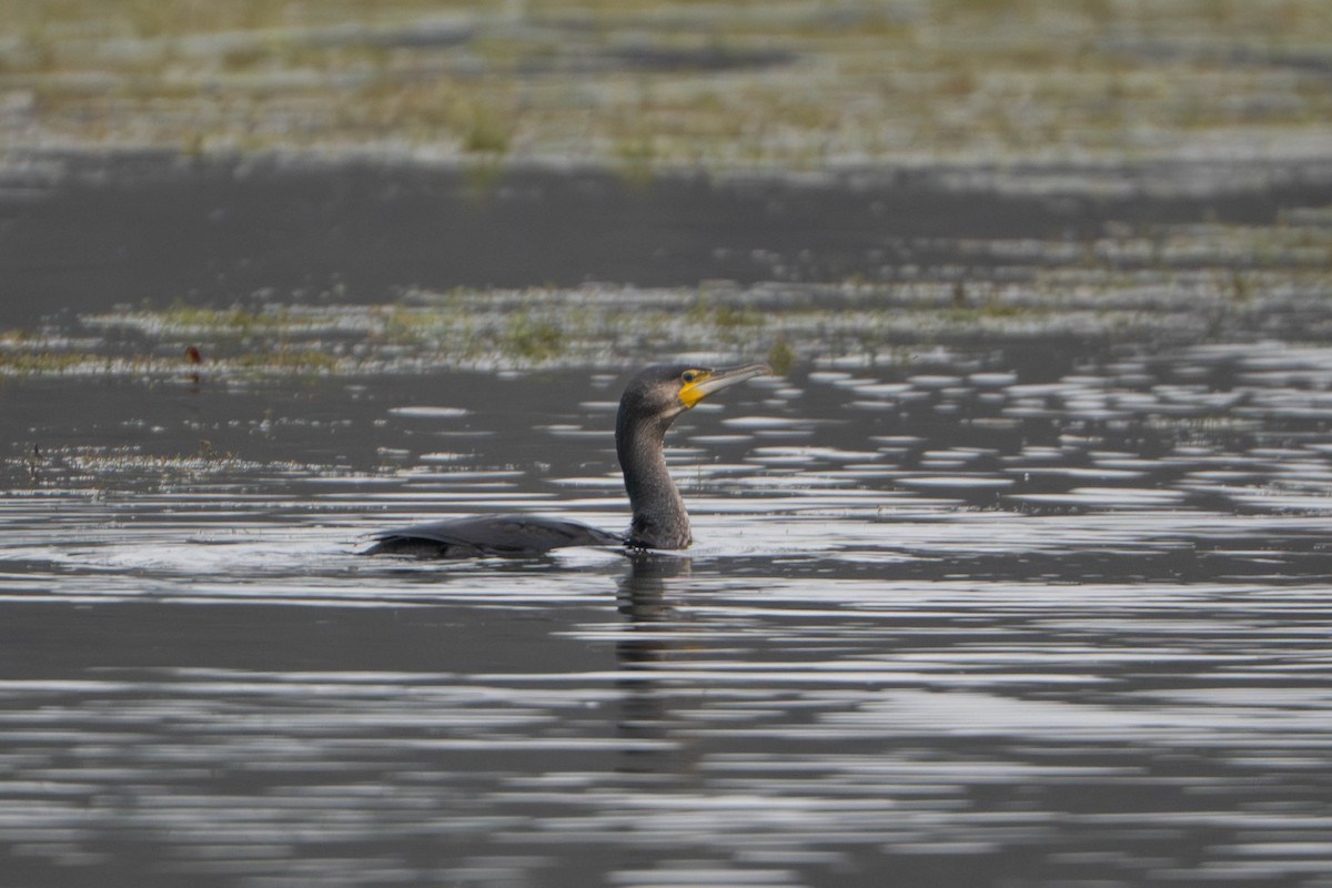 Great Cormorant - ML646498320