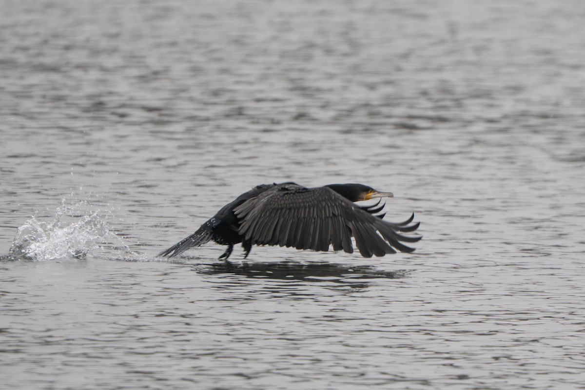 Great Cormorant - ML646498321