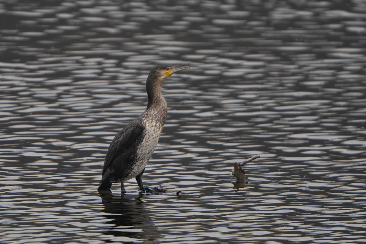 Great Cormorant - ML646498322