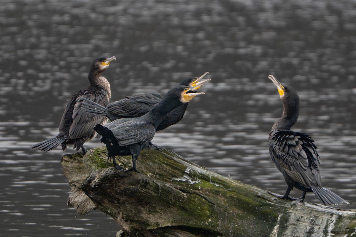 Great Cormorant - ML646498323
