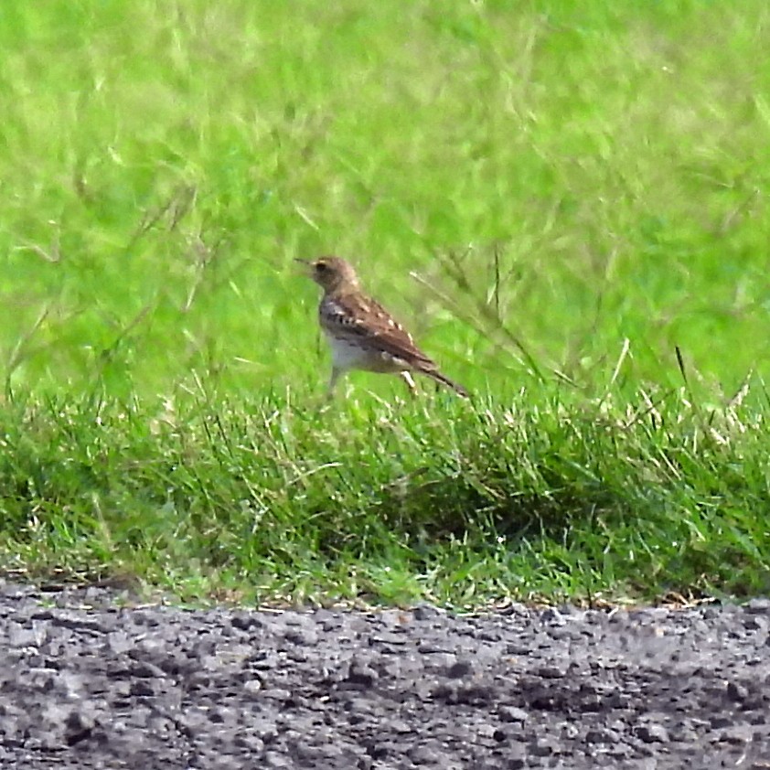 Australian Pipit - ML646498324