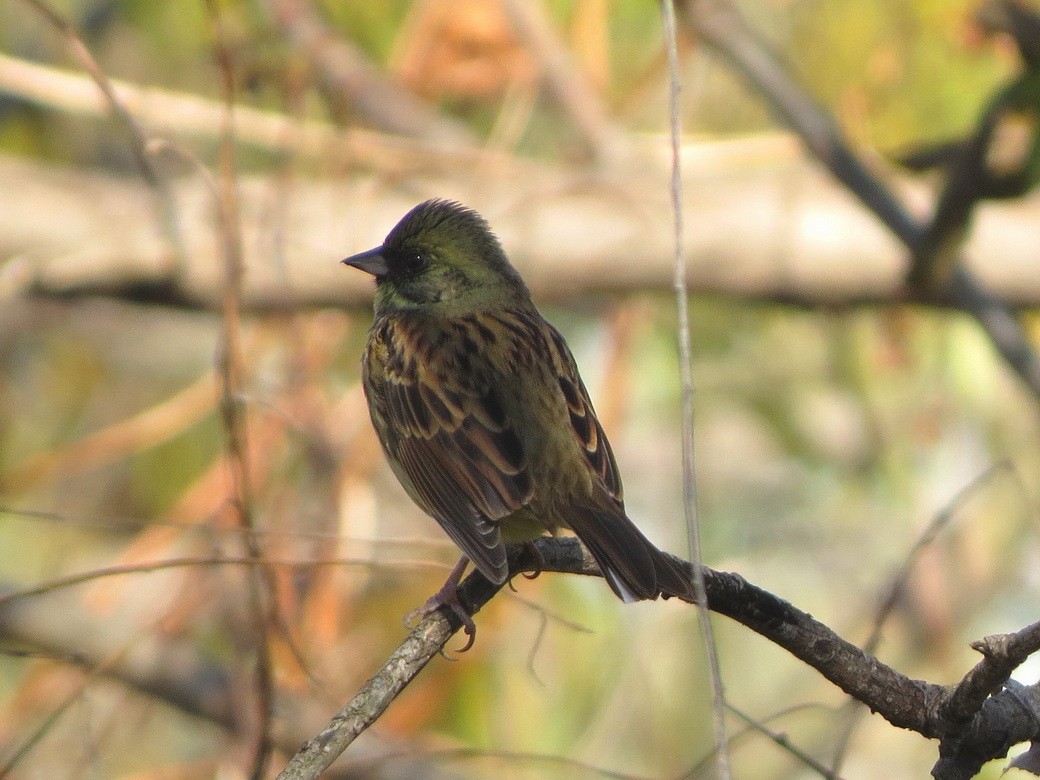 Masked Bunting - ML646498325