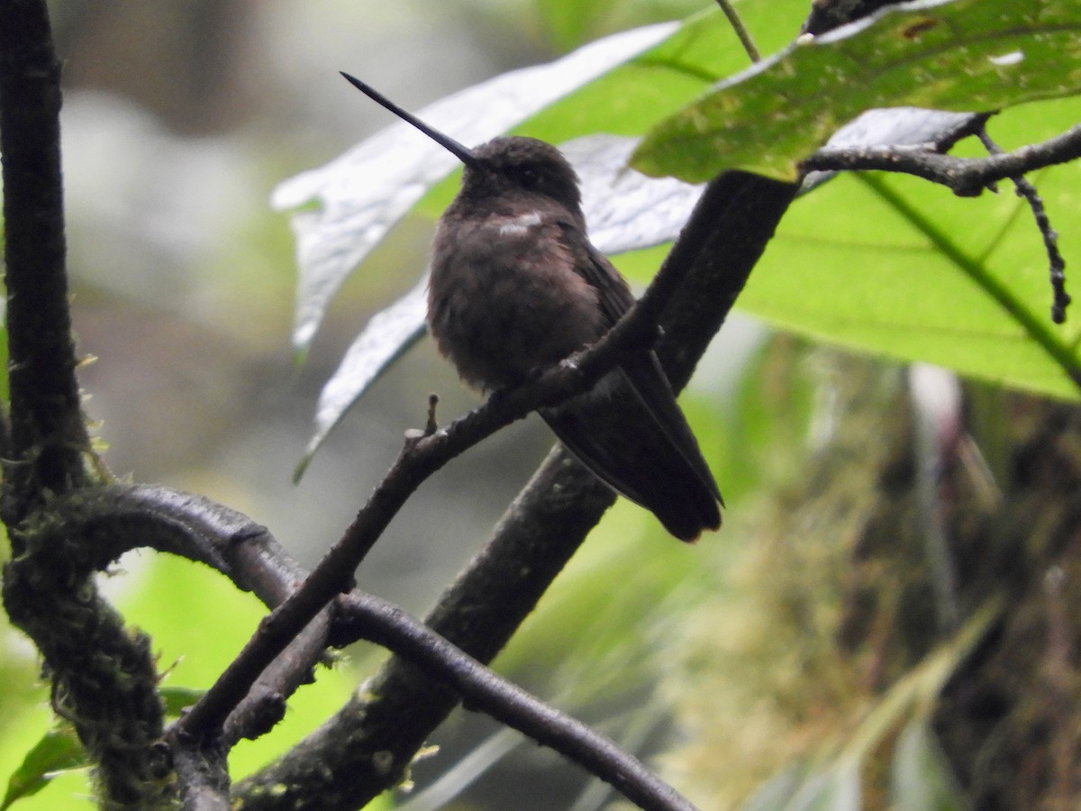 Brown Inca - ML646498326