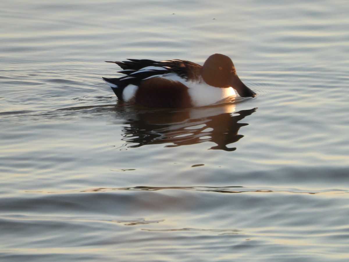 Northern Shoveler - ML646498328