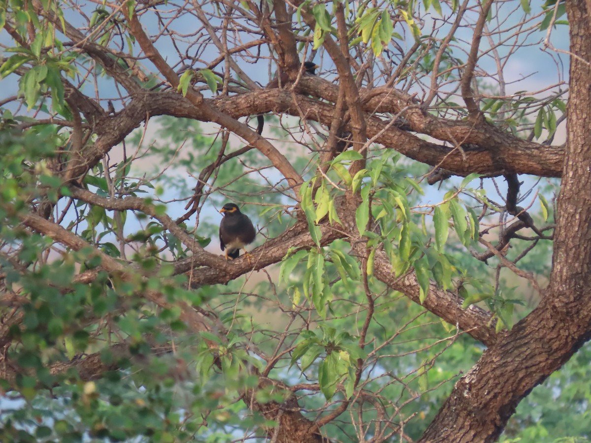 Common Myna - ML646498329