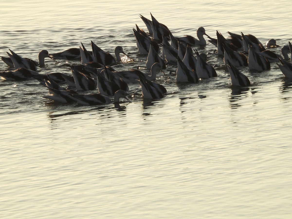 Northern Shoveler - ML646498331