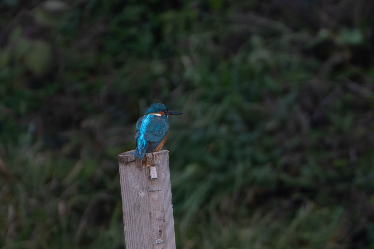 Common Kingfisher - ML646498332