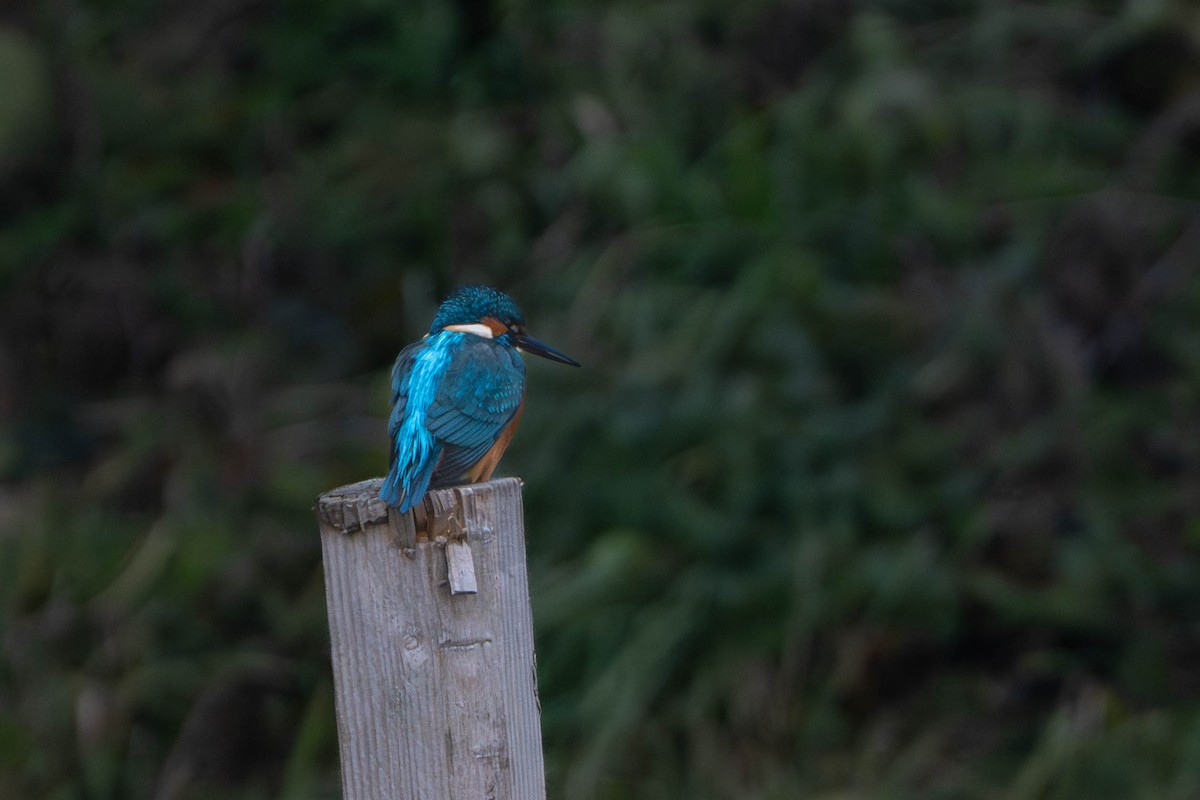 Common Kingfisher - ML646498333