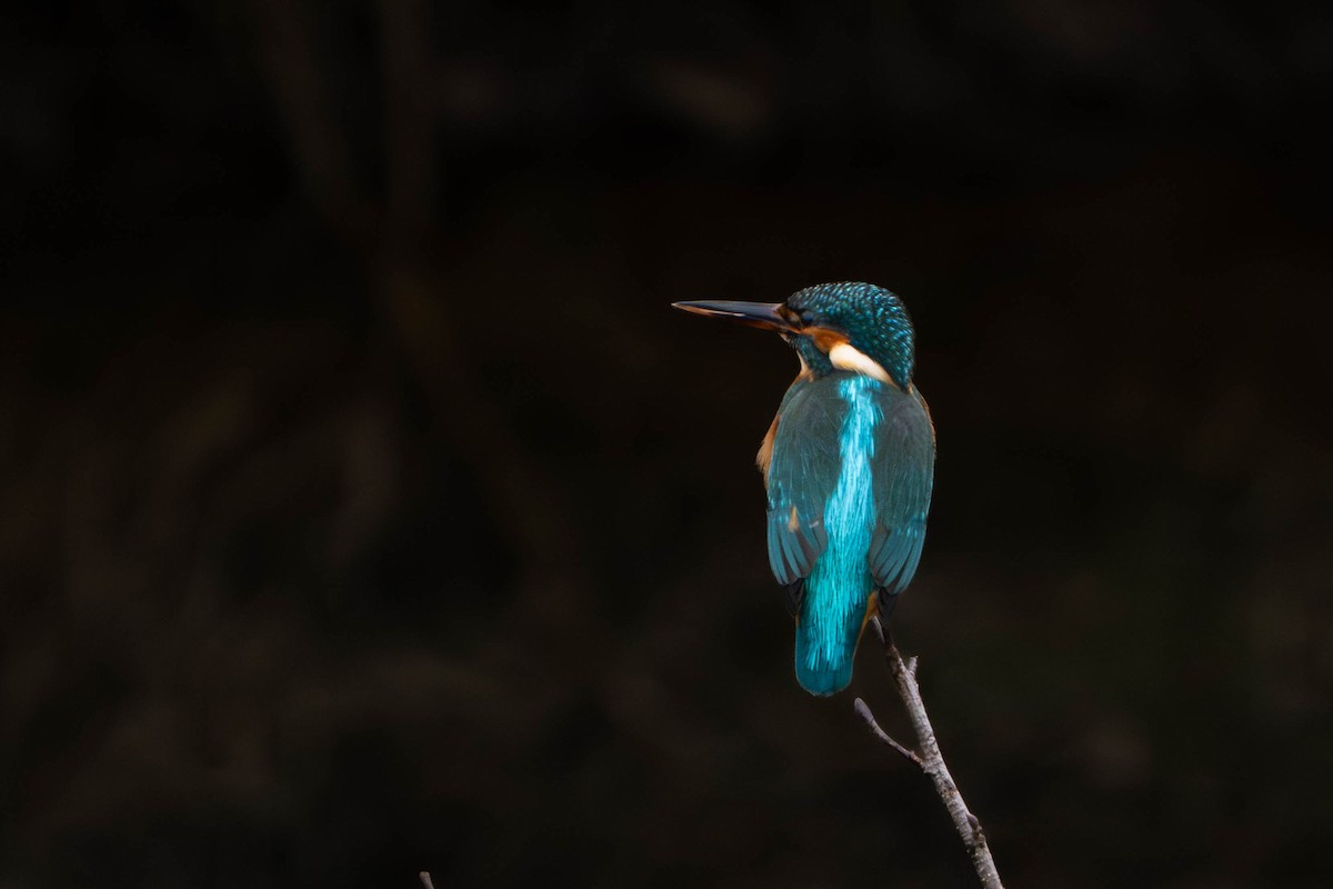 Common Kingfisher - ML646498334