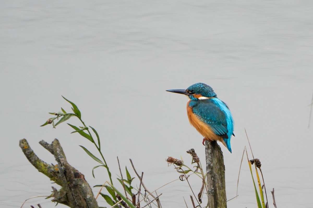 Common Kingfisher - ML646498335