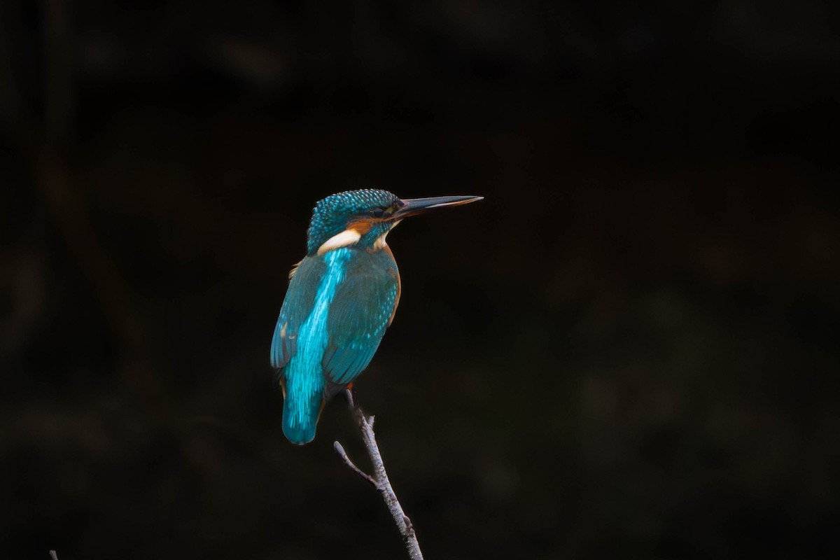 Common Kingfisher - ML646498336