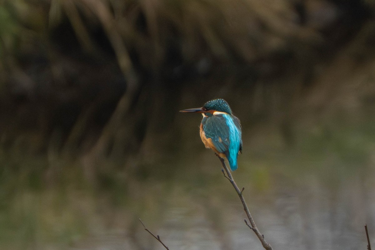 Common Kingfisher - ML646498337