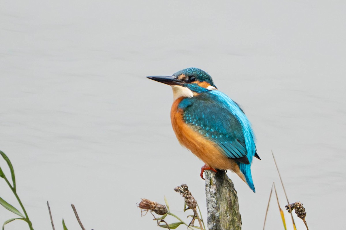 Common Kingfisher - ML646498338