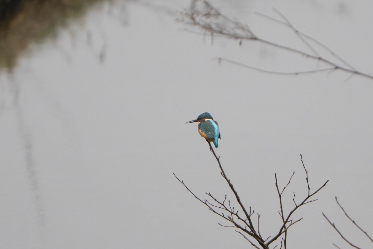 Common Kingfisher - ML646498339