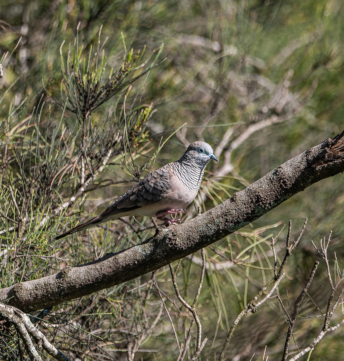 Peaceful Dove - ML646498340
