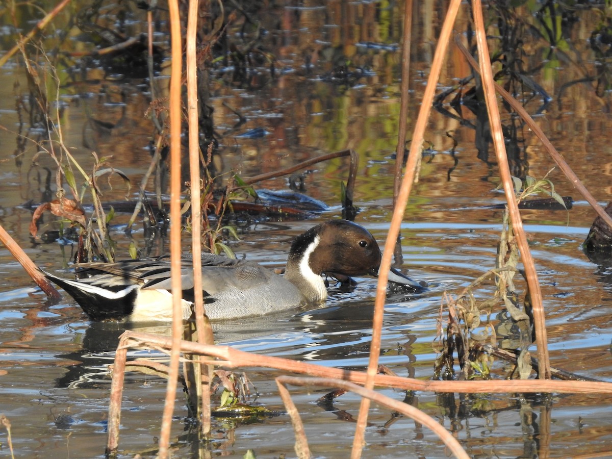 Northern Pintail - ML646498341