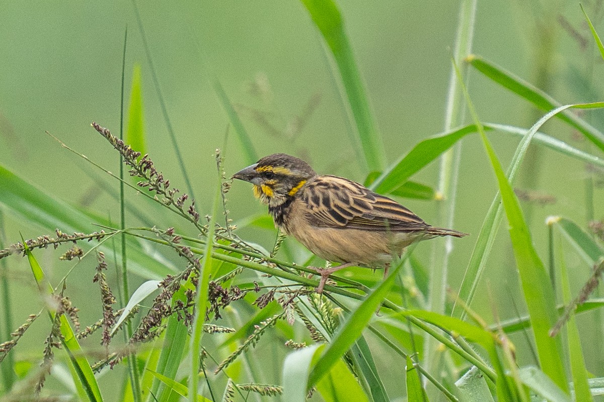 Black-breasted Weaver - ML646498344