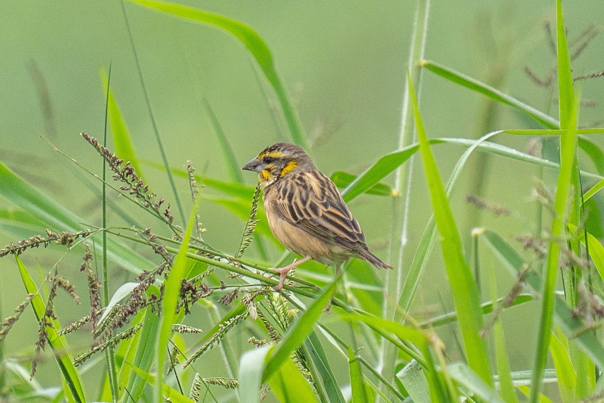 Black-breasted Weaver - ML646498345