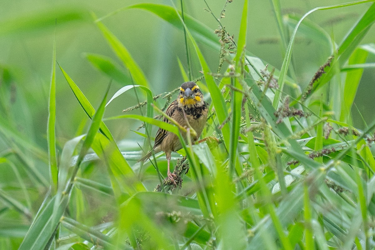 Black-breasted Weaver - ML646498346