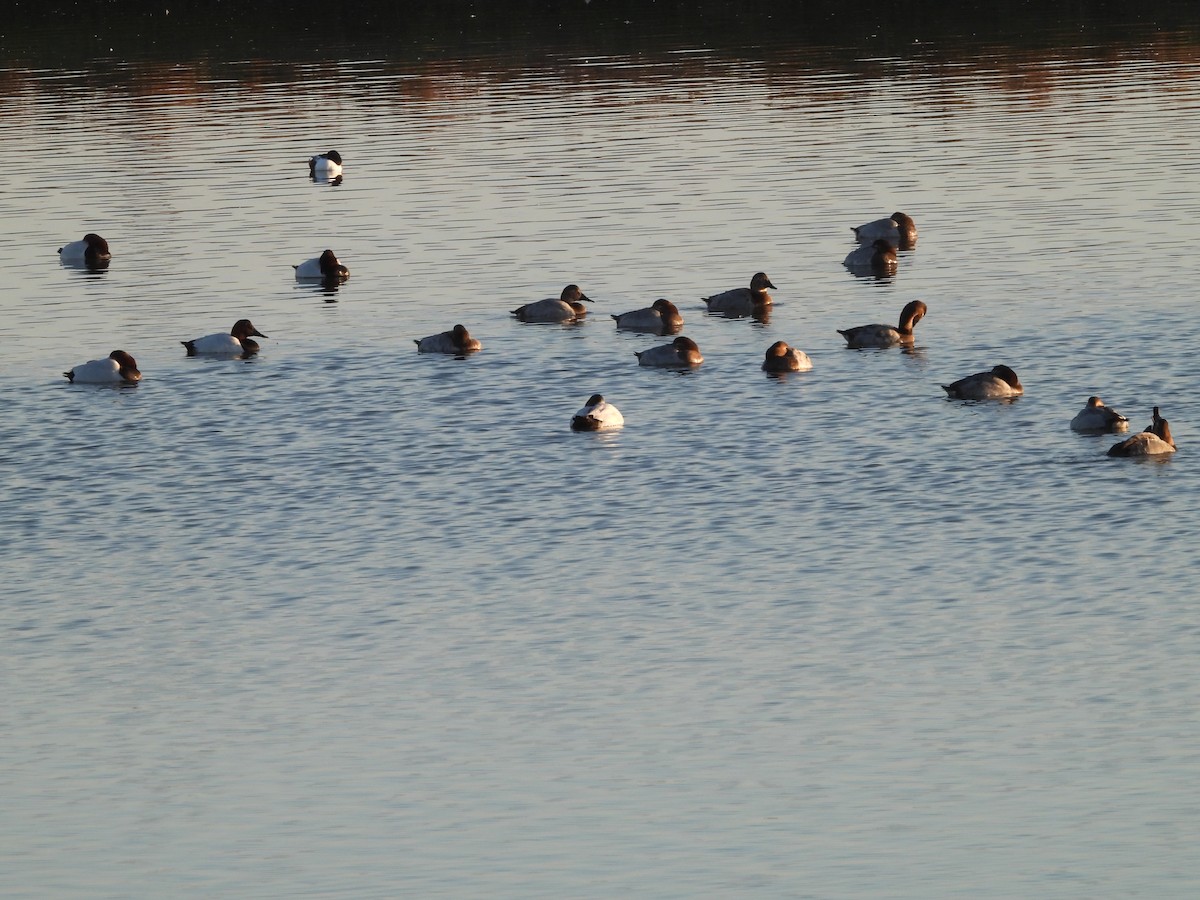 Canvasback - ML646498347