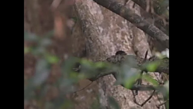 Eurilaimo Africano - ML646498348