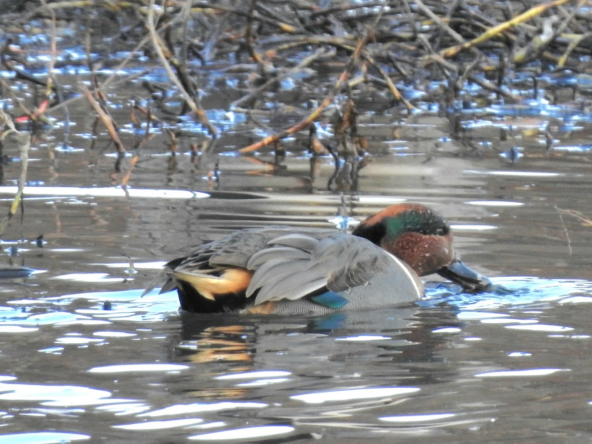 Green-winged Teal - ML646498351