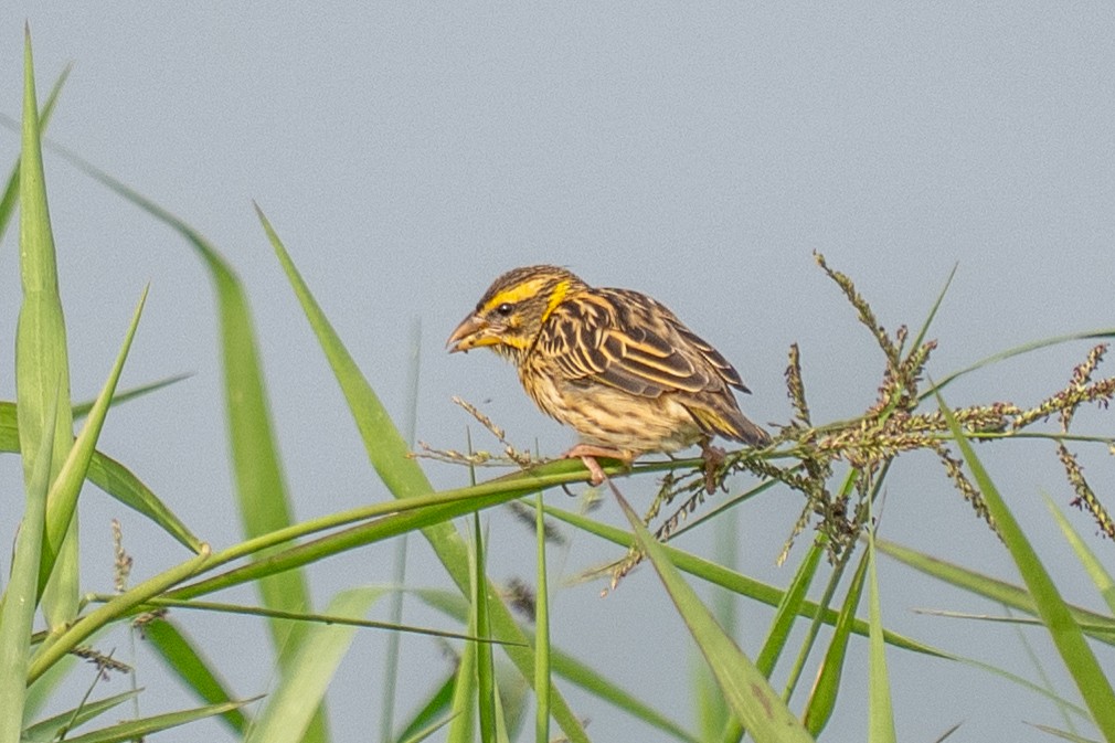 snovač jihoasijský - ML646498352