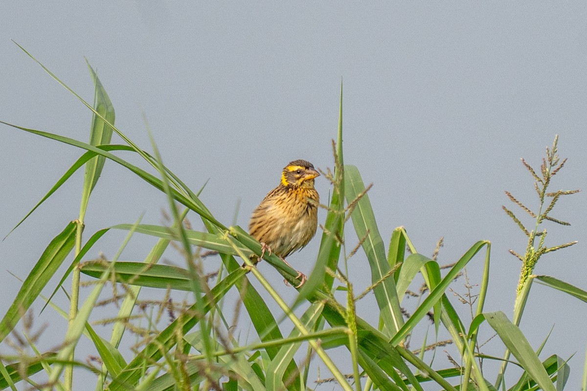 snovač jihoasijský - ML646498353