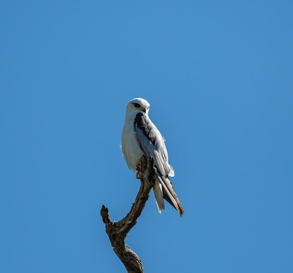 Black-shouldered Kite - ML646498356