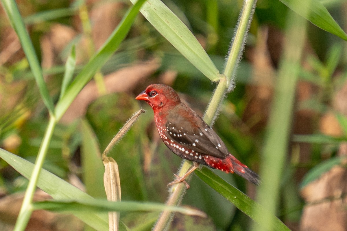 tygříček tečkovaný - ML646498358