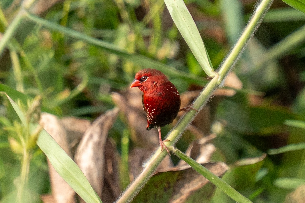 tygříček tečkovaný - ML646498359