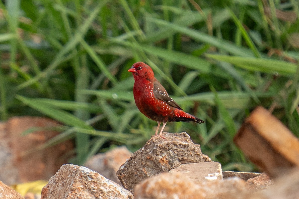 tygříček tečkovaný - ML646498360