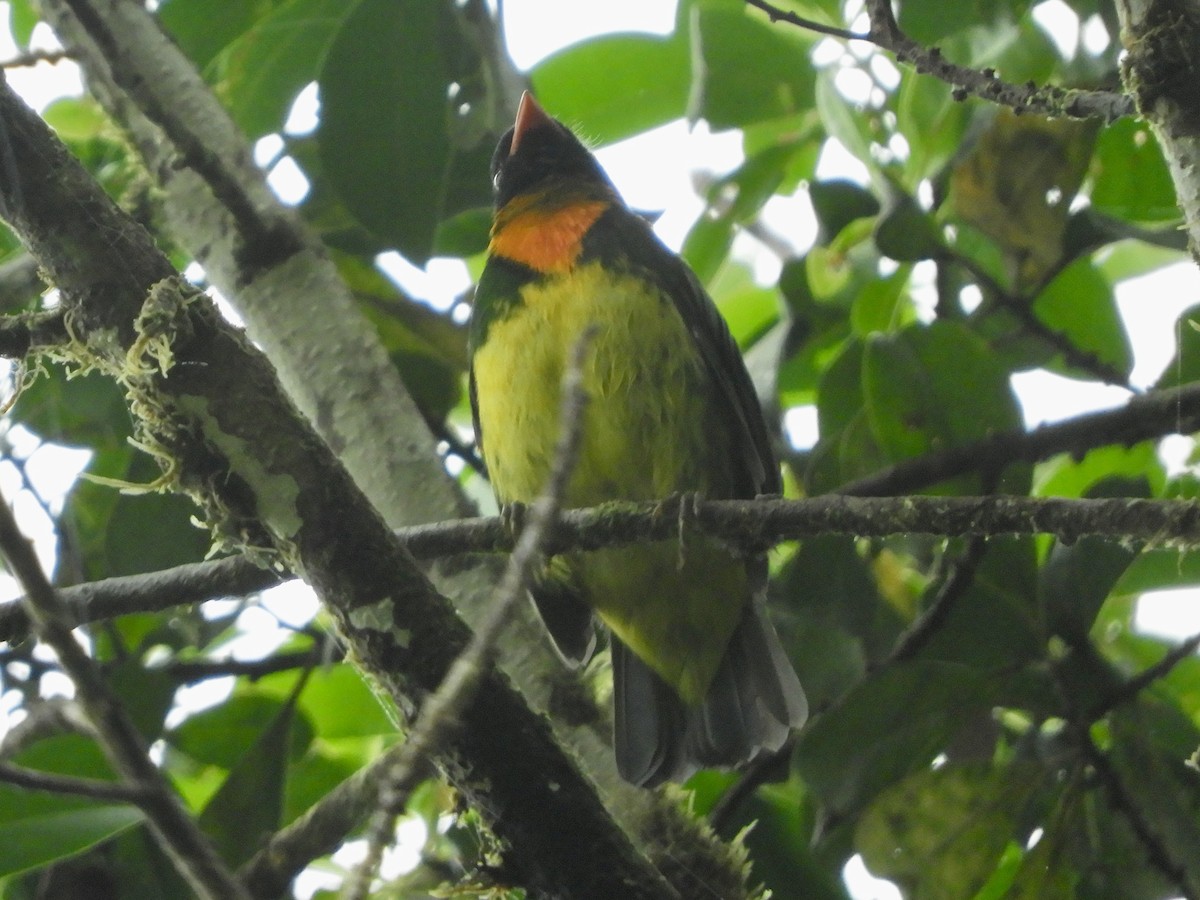 Orange-breasted Fruiteater - ML646498361