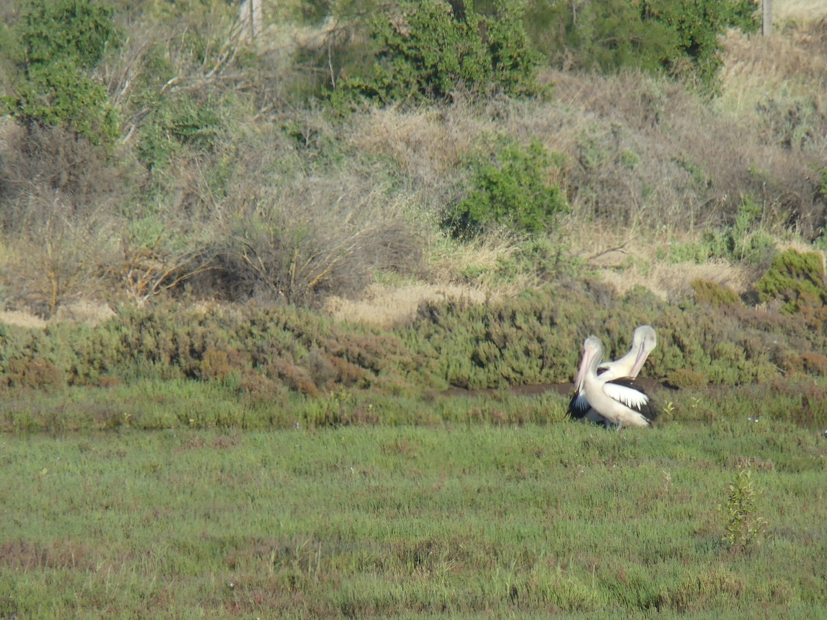 Australian Pelican - ML646498363