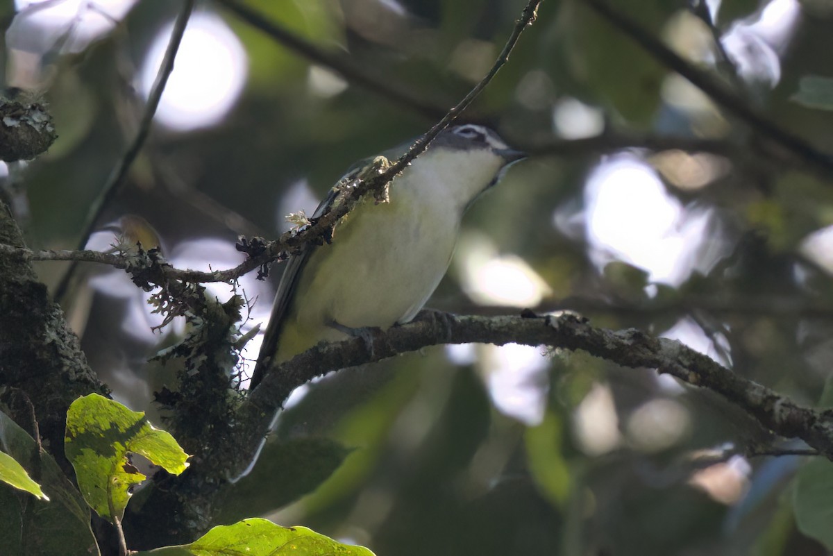 Blue-headed Vireo - ML646498364