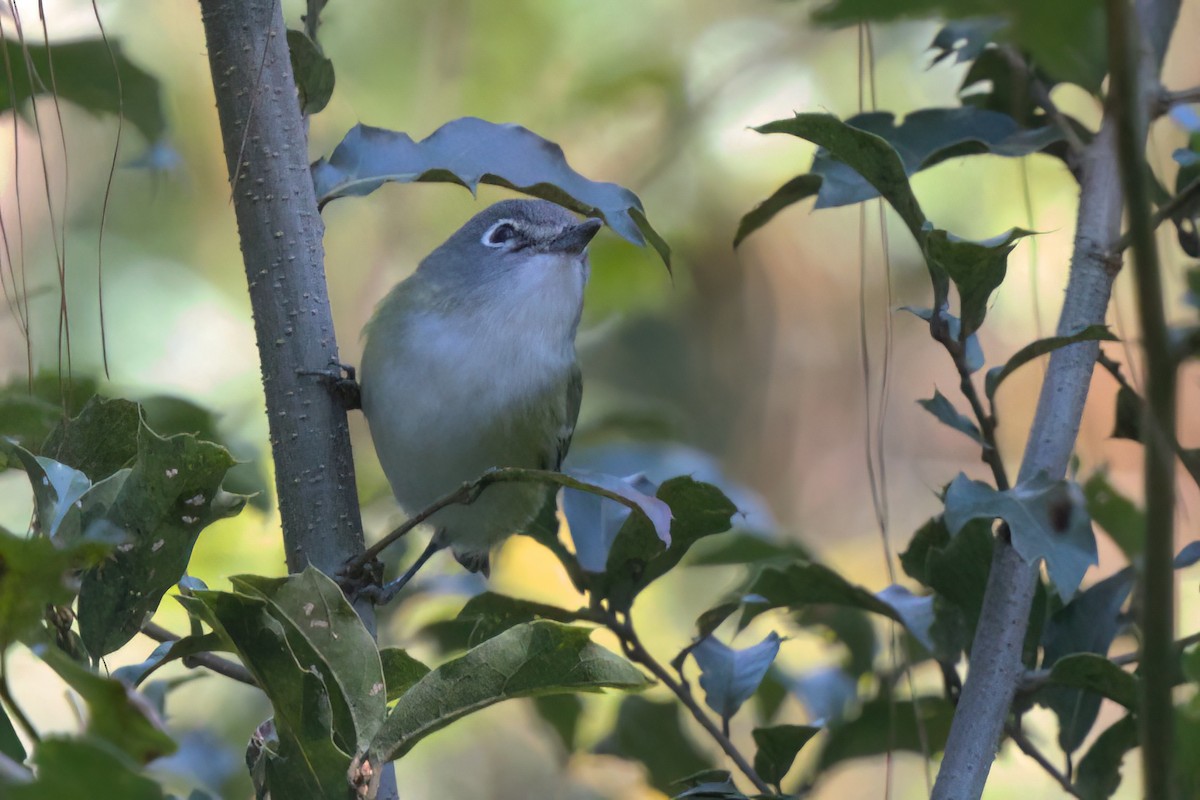 Blue-headed Vireo - ML646498365
