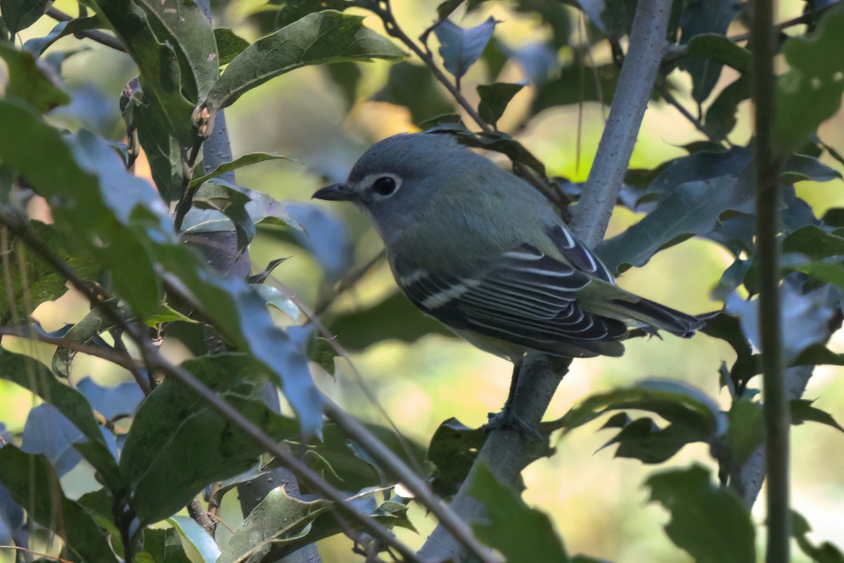 Blue-headed Vireo - ML646498366
