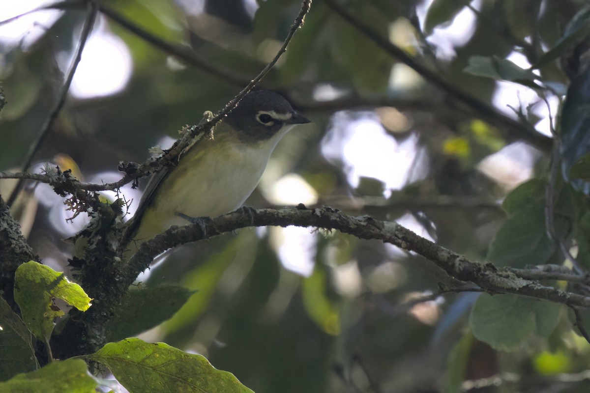 Blue-headed Vireo - ML646498367