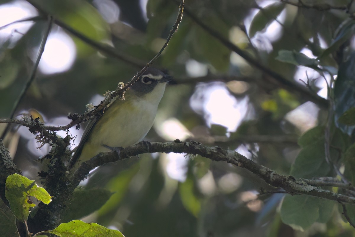 Blue-headed Vireo - ML646498368