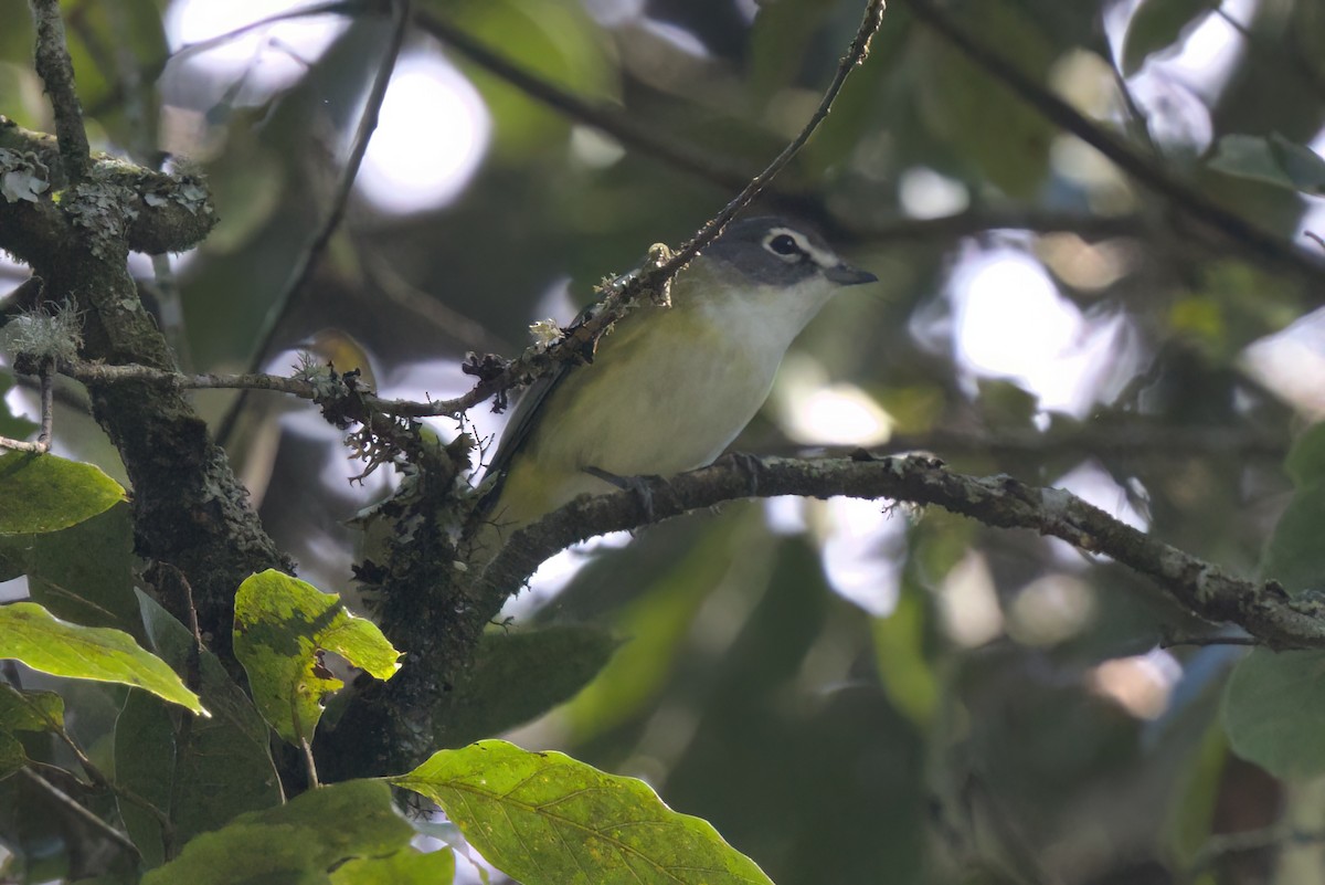 Blue-headed Vireo - ML646498369