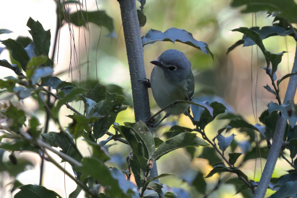 Blue-headed Vireo - ML646498370