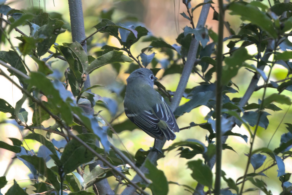 Blue-headed Vireo - ML646498371