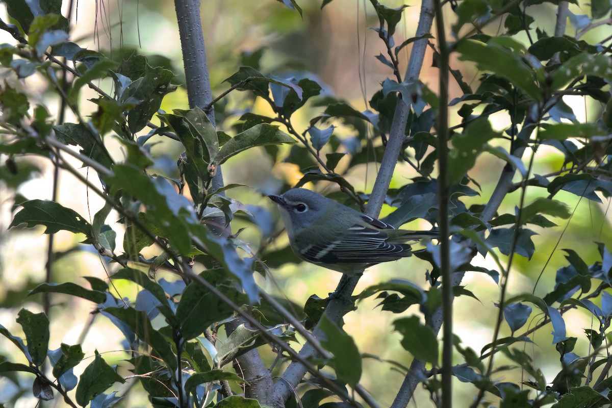 Blue-headed Vireo - ML646498372