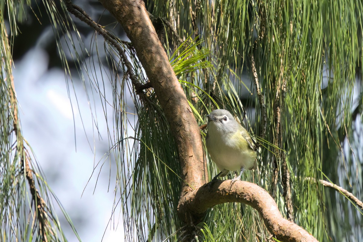 Blue-headed Vireo - ML646498373