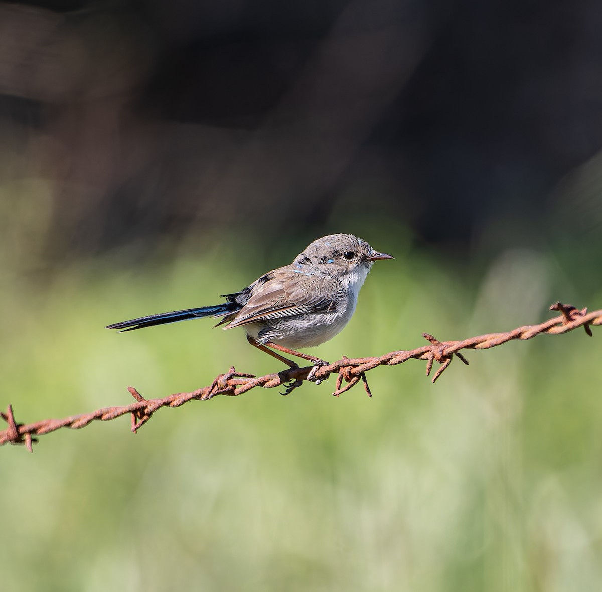 White-winged Fairywren - ML646498375