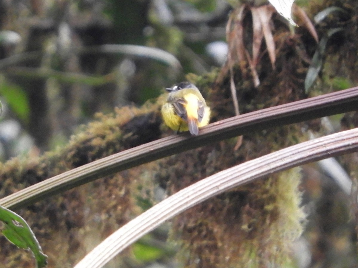 Ornate Flycatcher (Western) - ML646498378