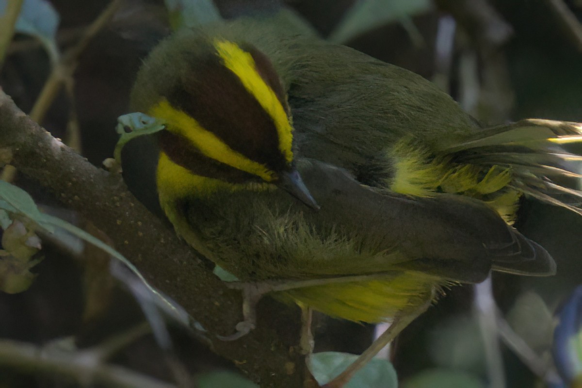 Reinita Cejidorada - ML646498389