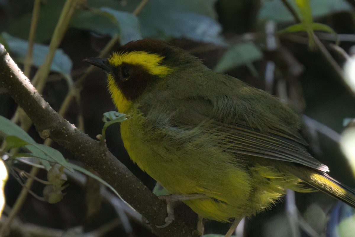 Reinita Cejidorada - ML646498390