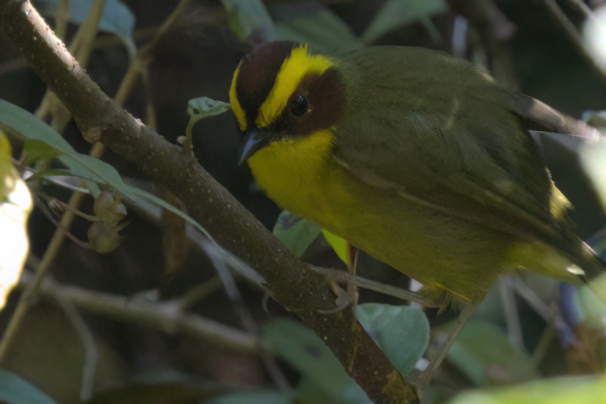 Reinita Cejidorada - ML646498391